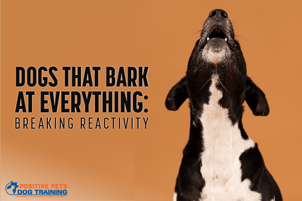 Dogs That Bark at Everything: Breaking Reactivity