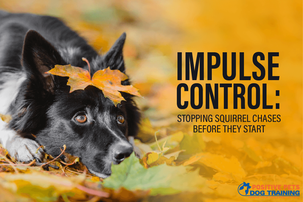 Impulse Control: Stopping Squirrel Chases Before They Start