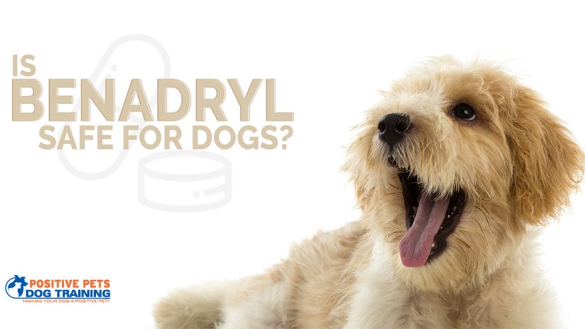 Is Benadryl Safe for Dogs?
