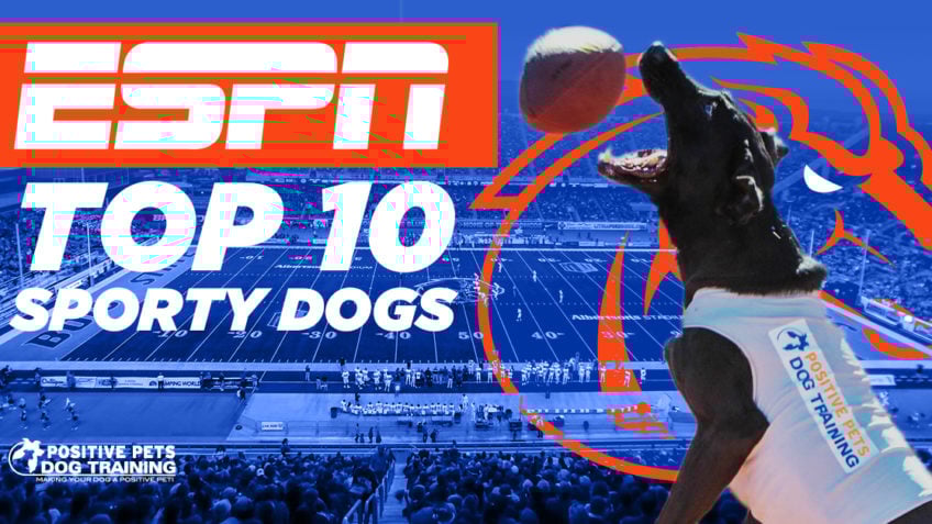 Kohl Featured in ESPN Top 10 Sporty Dogs