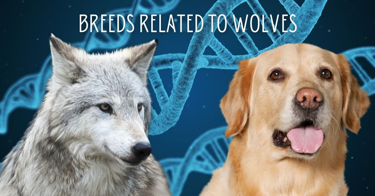 Dog Breeds Closely Related to Wolves Positive Pets Dog Training
