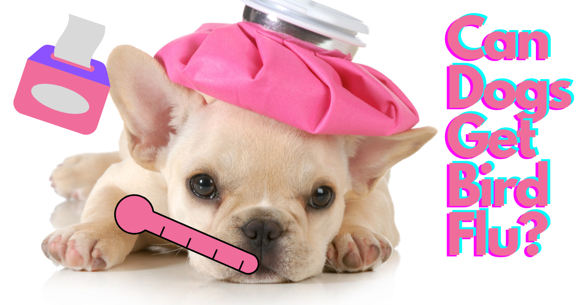Could the Bird Flu Outbreak Affect Your Dog? Positive Pets Dog Training