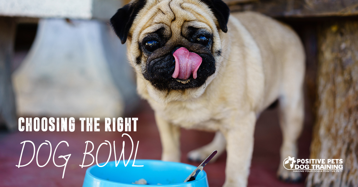 https://www.positivepetsboise.com/wp-content/uploads/choosing-the-right-dog-bowl.jpg