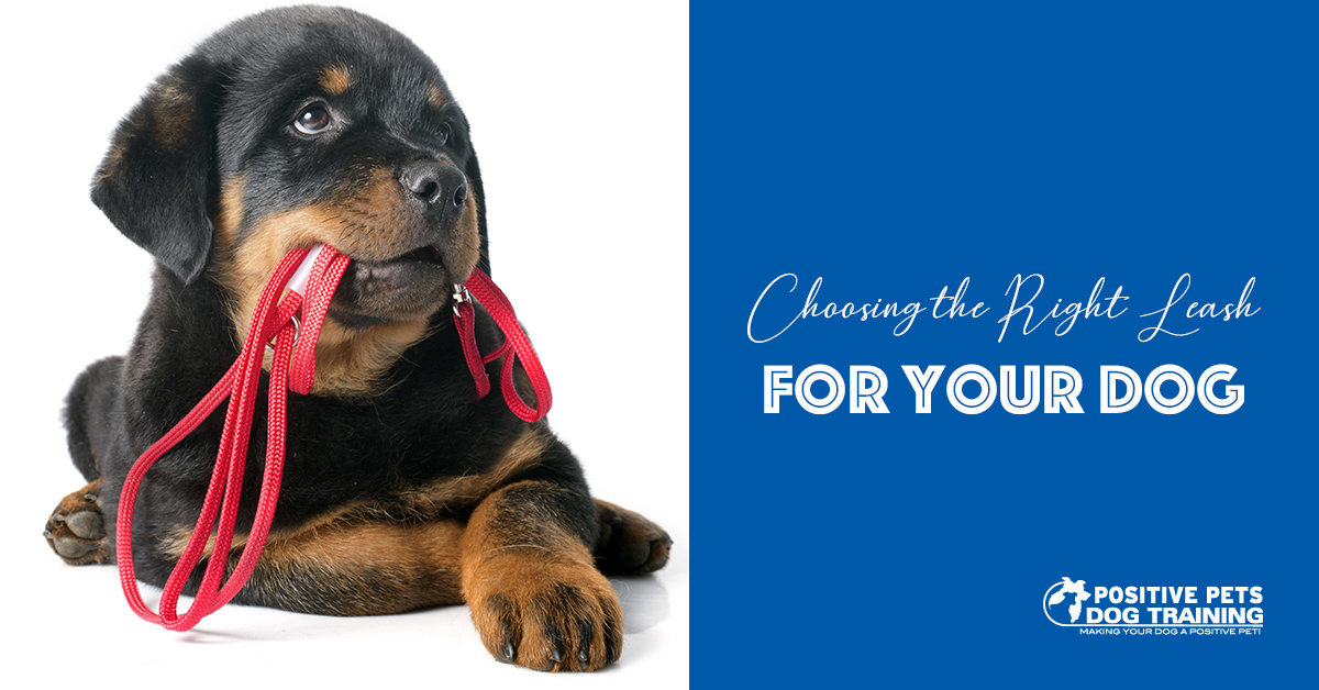How to Pick the Right Leash for Your Puppy Positive Pets Dog Training