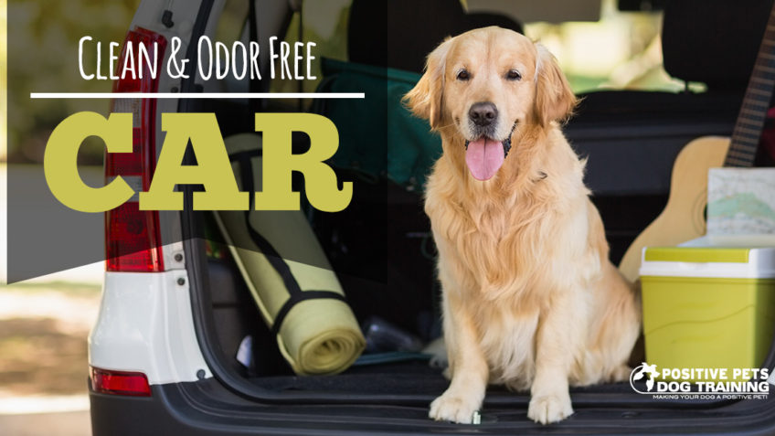 Cleaning your car with dogs.