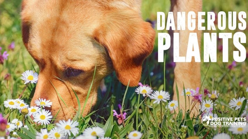Dangerous plants for dogs.