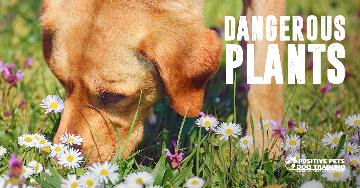 Plants that are Dangerous for Dogs Positive Pets Dog Training