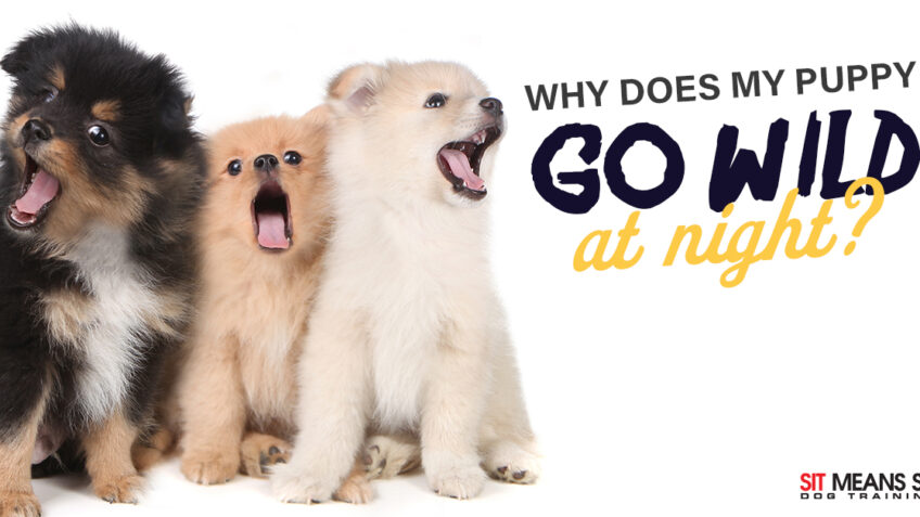 Why Does My Puppy Go Wild at Night?