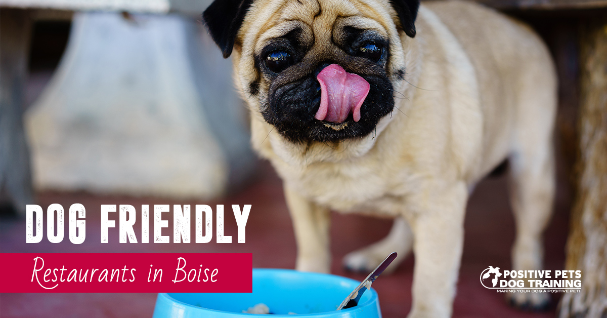 Positive Pets Dog Training Boise Positive Pets Dog Training Boise