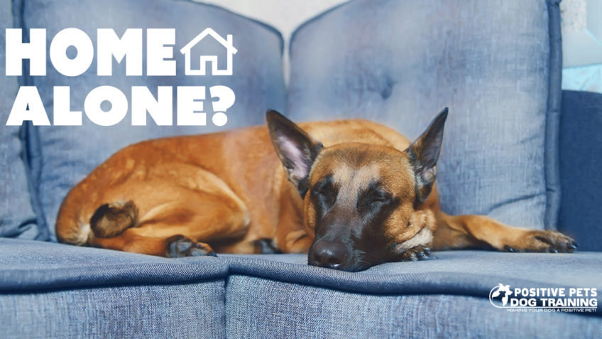 How Long Can My Dog Be Alone?