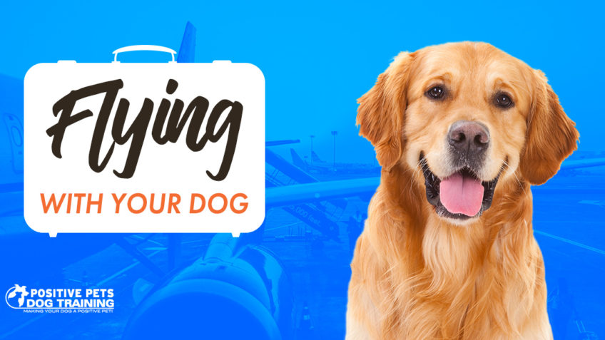 Tips for Flying with Your Dog