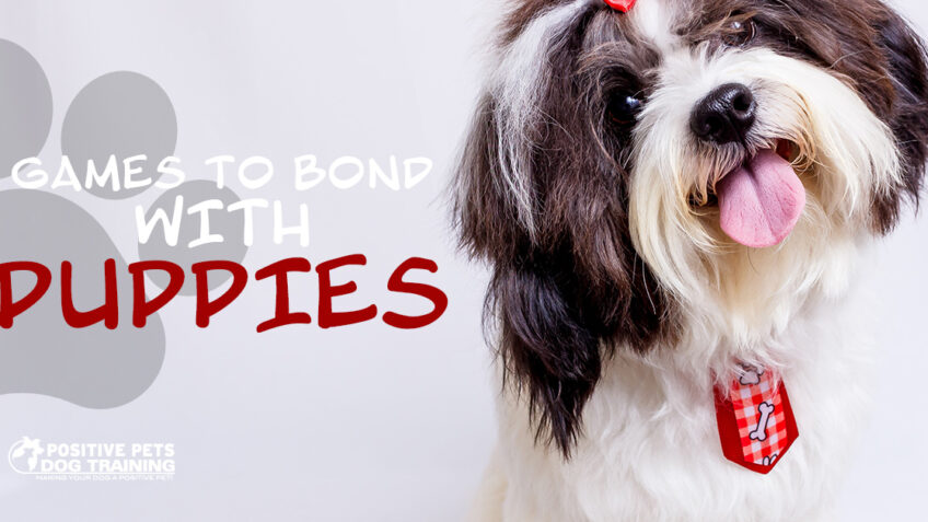 Games to Bond with Puppies