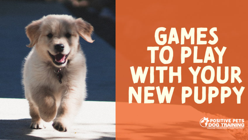 Games to Play with Your New Puppy - Positive Pets Dog Training