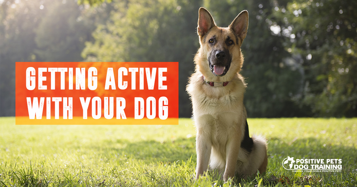 Getting Active with Your Dog this Summer Positive Pets Dog Training
