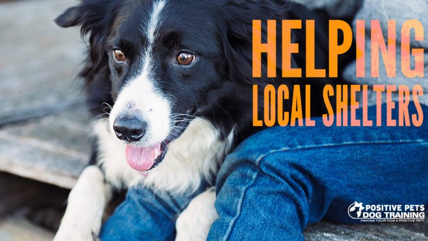 Helping local dog shelters.