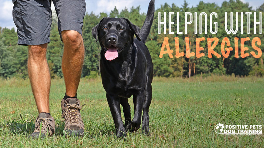 Helping your dogs allergies.