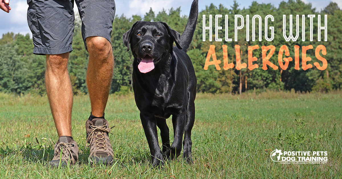 How To Help Your Dog's Allergies Positive Pets Dog Training