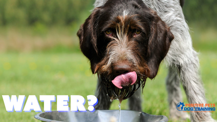How Much Water Does My Dog Need?