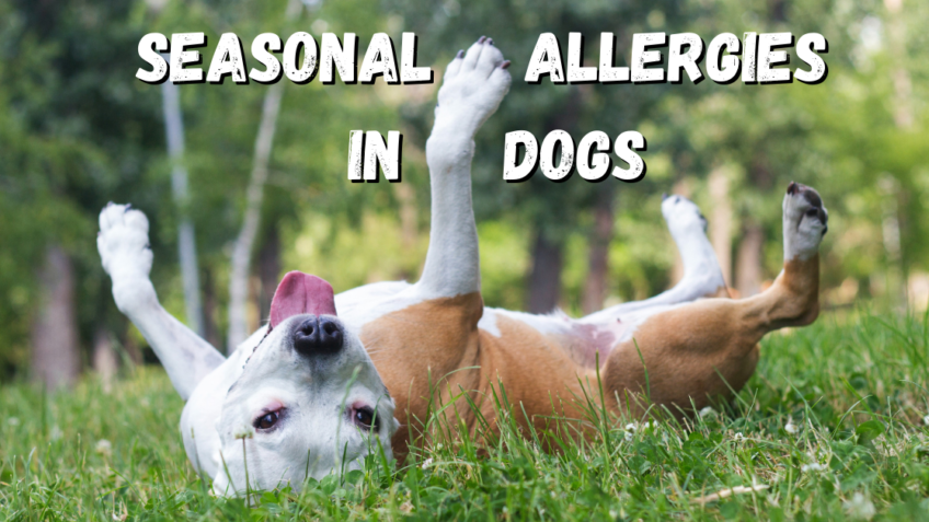 what can i do for my dogs seasonal allergies