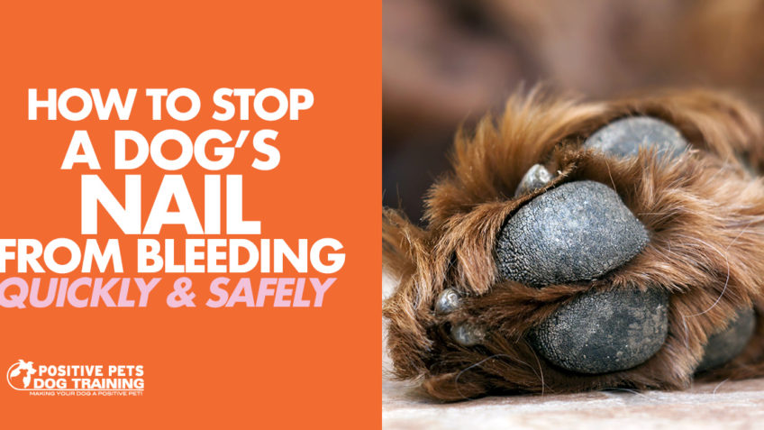 How To Quickly & Safely Stop A Dog’s Nail From Bleeding - Positive Pets ...