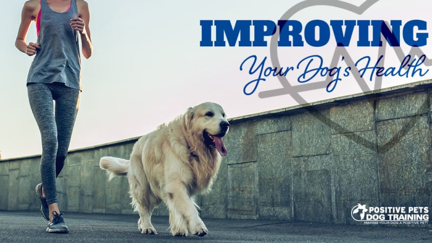 Improving Your Dog's Health