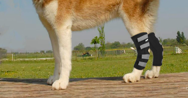 IN HAND Rear Leg Brace
