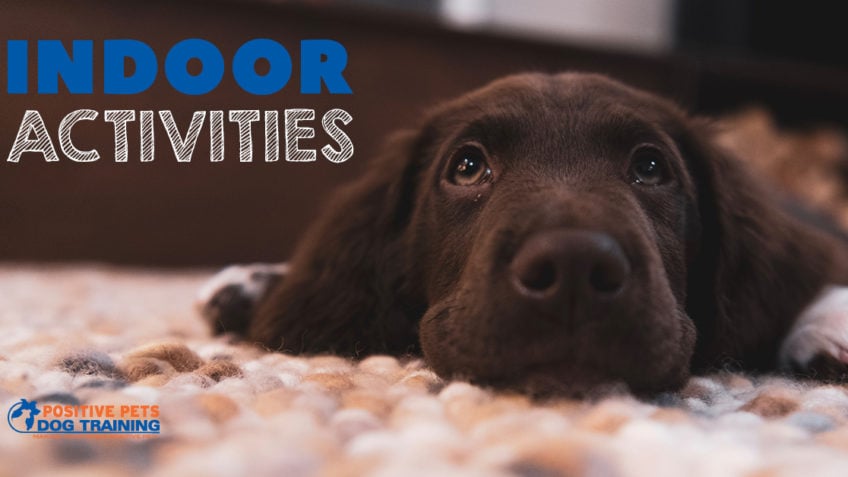 Fun Indoor Activities for Dogs