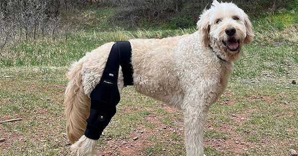 Labra Hind Brace Wrap