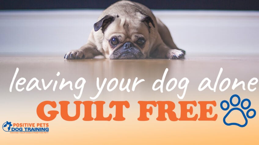 Tips for Leaving Your Dog Alone Guilt Free