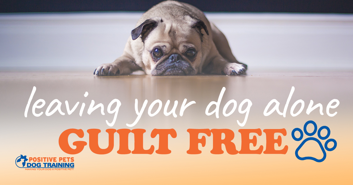 Tips for Leaving Your Dog Alone Guilt Free Positive Pets Dog Training