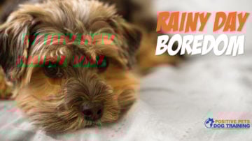 Best Dog Training Boise Meridian Best Dog Training Boise Meridian