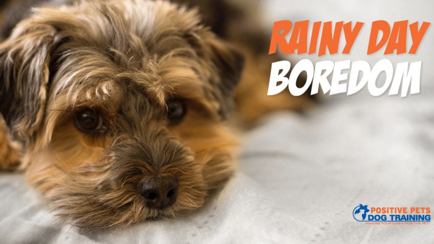 Rainy Day Activities for Your Dog