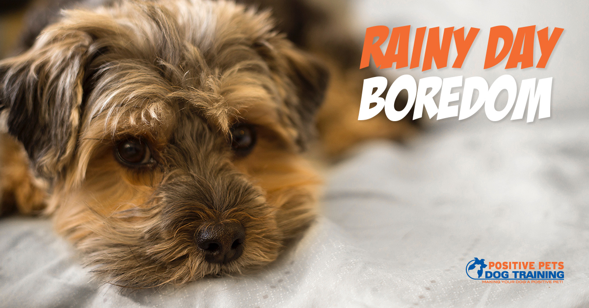 Rainy Day Activities for Your Dog Positive Pets Dog Training