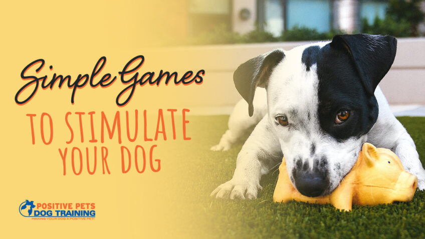 Brain games for dogs - Treat Treasure Hunt - Pooches At Play