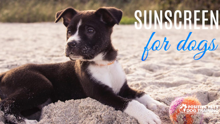 Sunscreen for dogs.