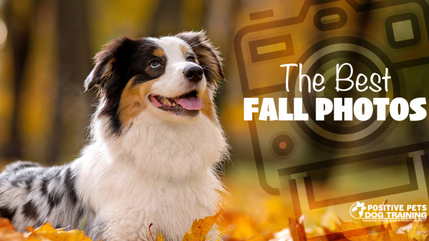 Tips for Taking the Best Fall Photos of Your Dog