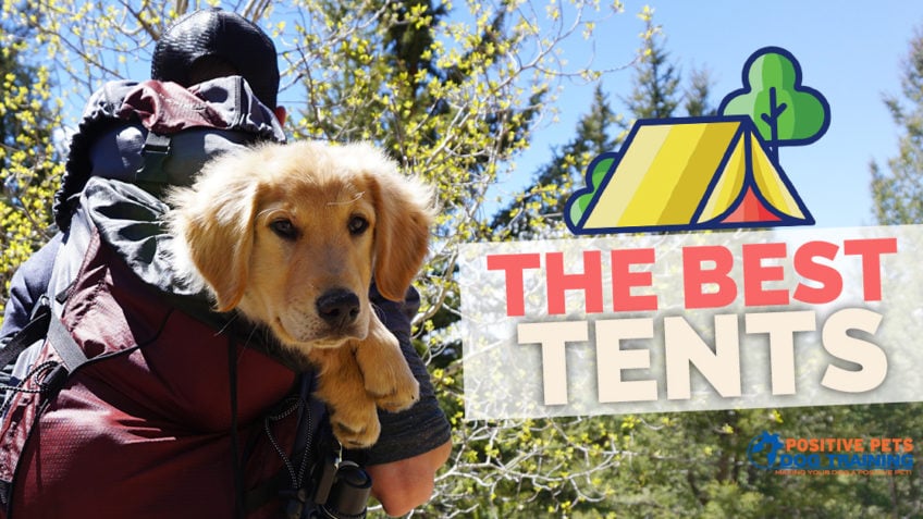 The Best Tents for Camping with your Dog