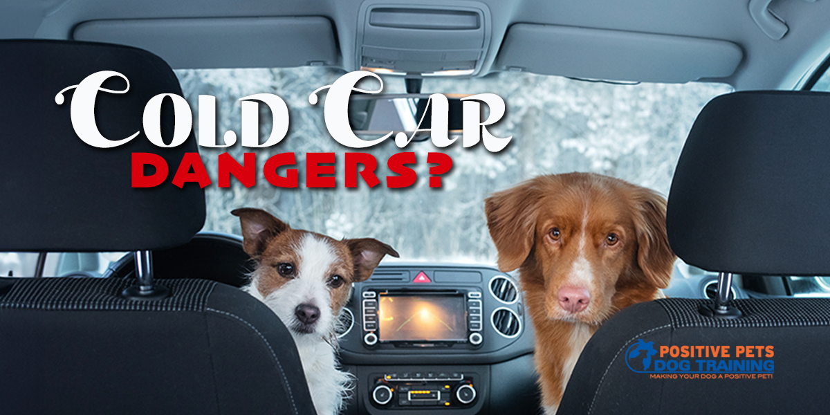 The Dangers of Leaving Your Dog in a Cold Car - Positive Pets Dog Training