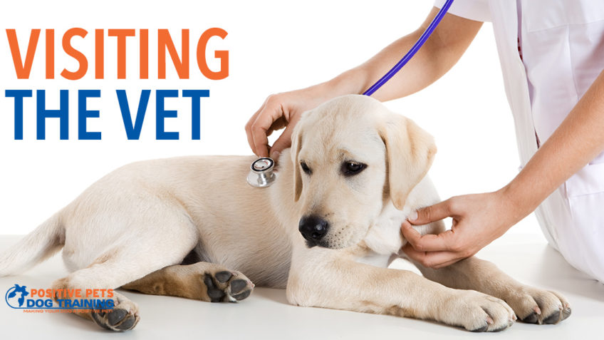 Is it time for your dog to visit the vet?