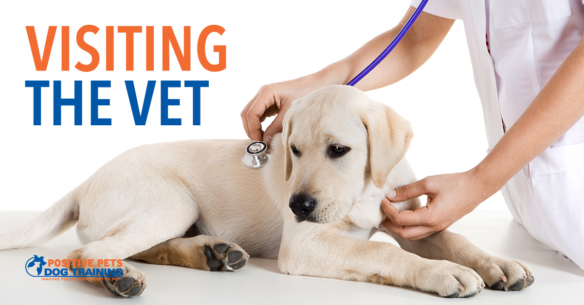 Signs Your Dog Needs to Visit the Vet Positive Pets Dog Training