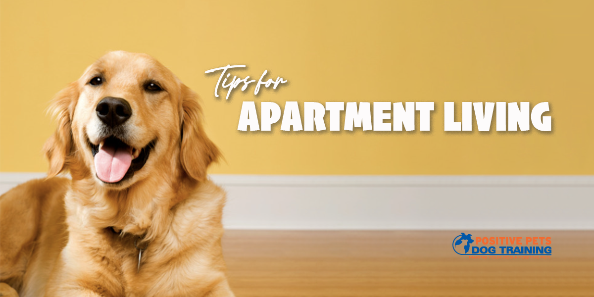 Tips for Apartment Life with a Dog Positive Pets Dog Training