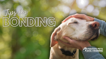 Tips For Bonding With Your Partner's Dog