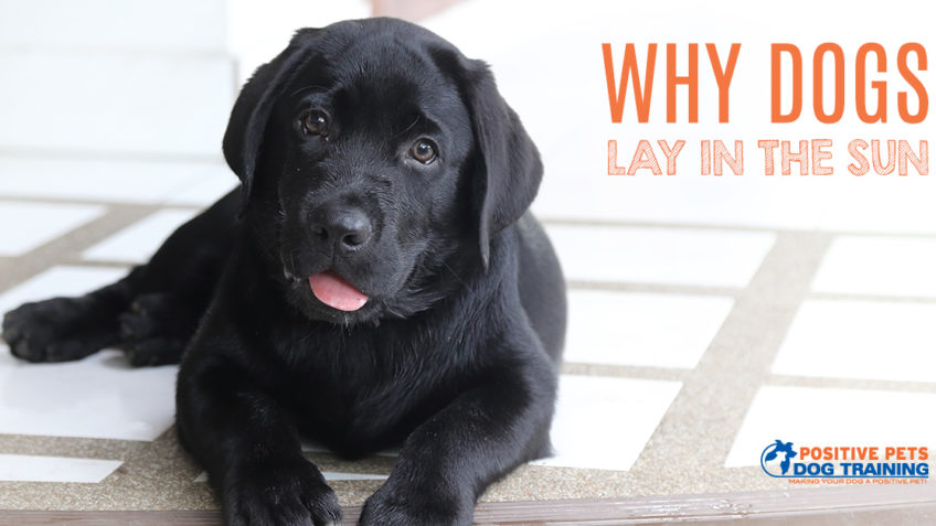 Why Dogs Lay in the Sun