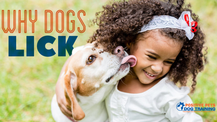 Why Dogs Lick