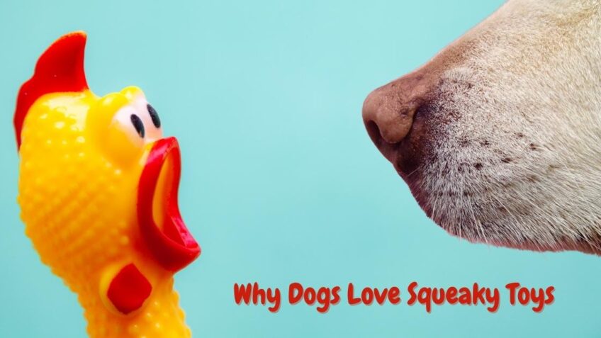 Why Dogs Love Squeaky Toys Positive