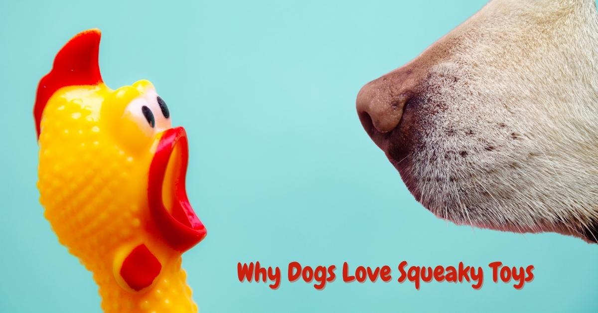 Why Dogs Love Squeaky Toys Positive Pets Dog Training