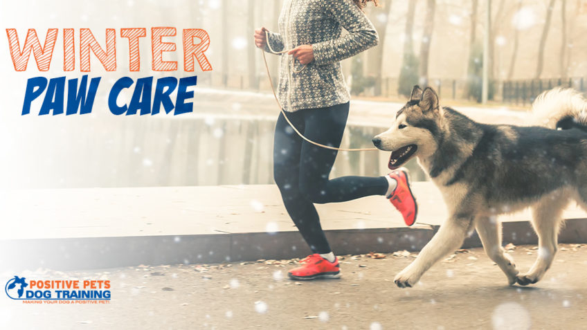 Winter Paw Care for Your Dog
